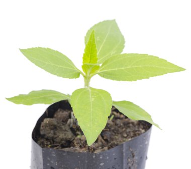 Beyaz arka planda izole edilmiş genç bitki