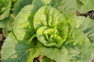 yağmurdan sonra taze yeşil salata yakın çekim.