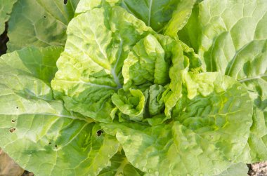 yağmurdan sonra taze yeşil salata yakın çekim.