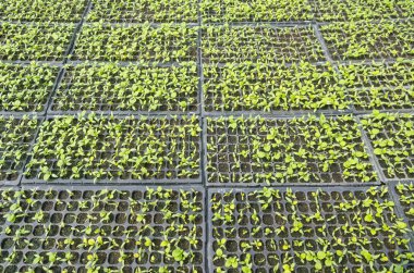 plastik sera hatlarında büyüyen marul