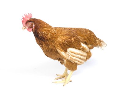 Kahverengi kırmızı hen beyaz izole