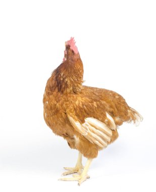 Kahverengi kırmızı hen beyaz izole