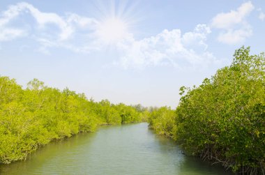 mangrov orman ve nehir 