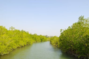mangrov orman ve nehir 