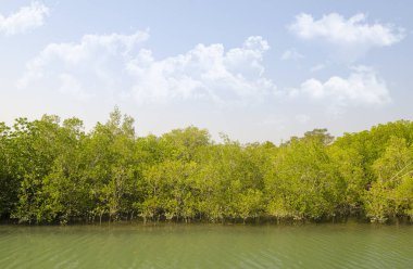 Tayland mavi gökyüzü ile tropikal mangrov orman