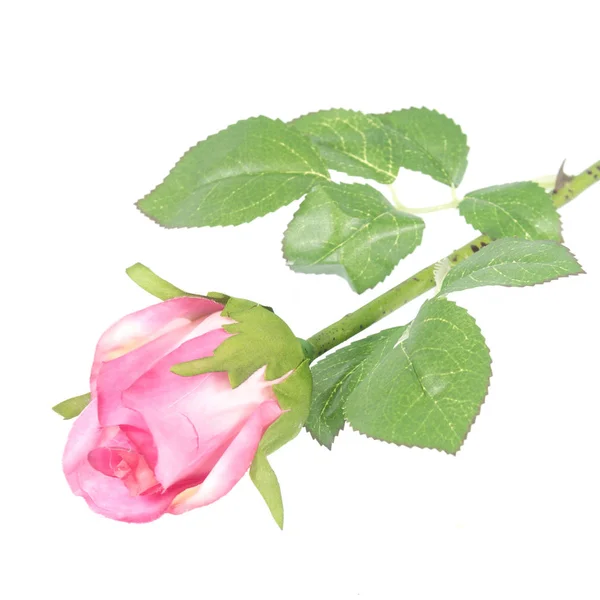 Bilderserie Mit Bunten Blumen Für Ihre Lieben Valentinstag — Stockfoto