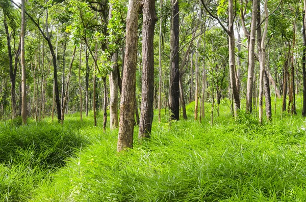 Hermoso Paisaje Bosque Verde —  Fotos de Stock