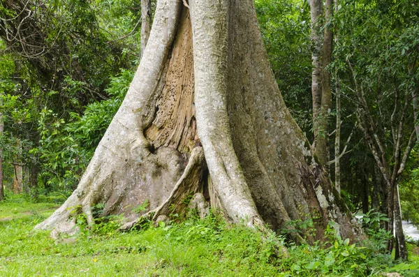 Yeşil Bir Ormandaki Yaşlı Bir Ağaç Fotoğrafı — Stok fotoğraf