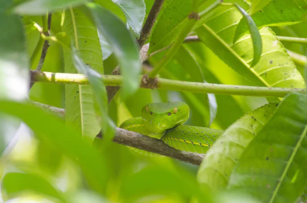 Green Snake Tree — Stock Photo, Image