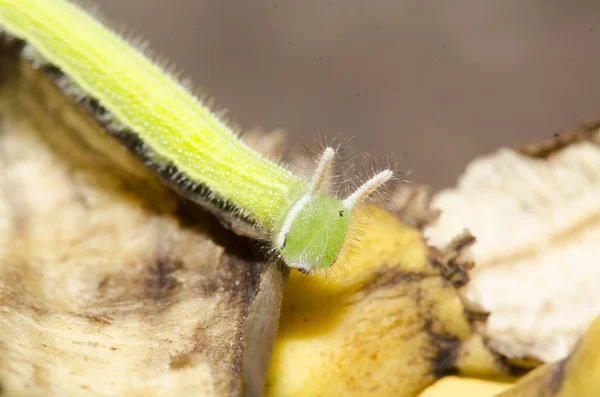Close Caterpillar Banana —  Fotos de Stock