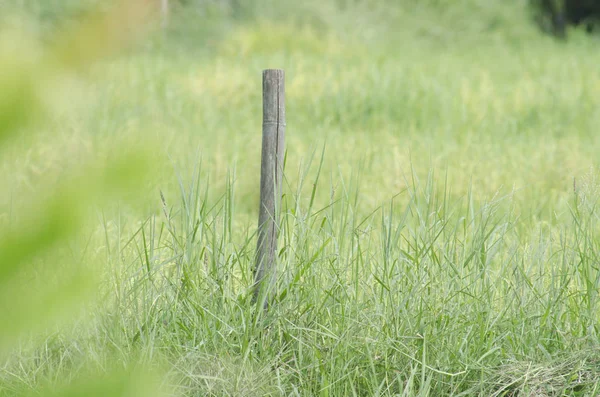 背景にある緑の自然界は — ストック写真