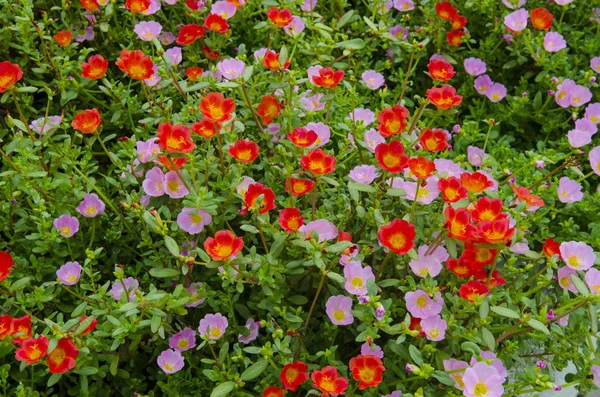 Piękne Kolorowe Kwiaty Ogrodzie — Zdjęcie stockowe