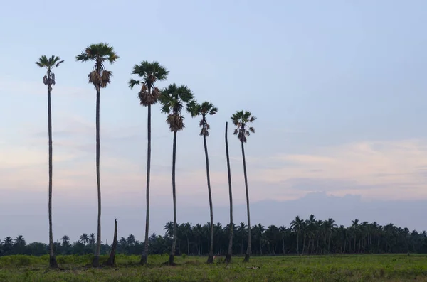 Palm Trees Background Beautiful Sunset — Stock Photo, Image