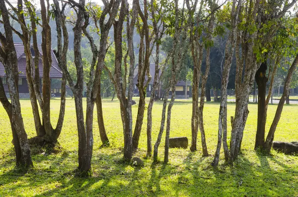 Green Trees Houses Park — Fotografia de Stock