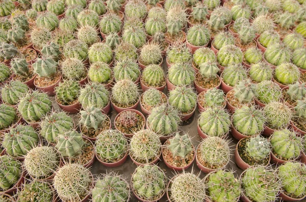 Cactus Plants Pots — Fotografia de Stock