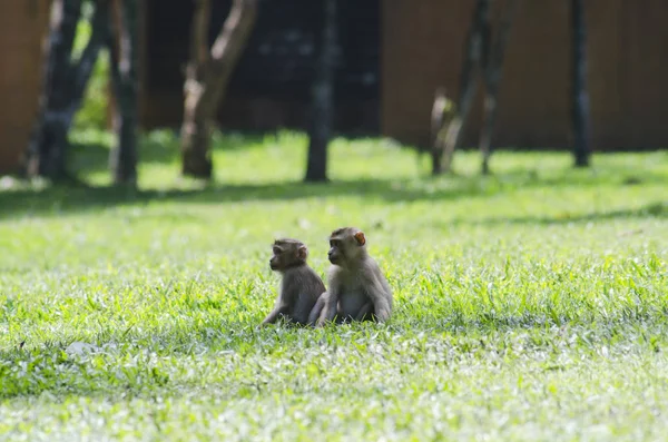 Tayland ormanda güzel domuz kuyruklu makak (Macaca nemestrina)