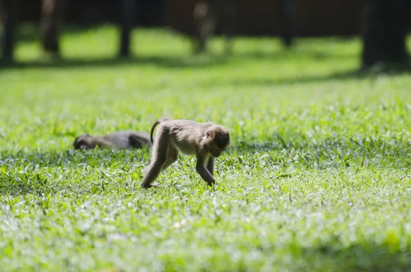 Schöne Schwanzmakaken Macaca Nemestrina Thailändischen Wald — Stockfoto