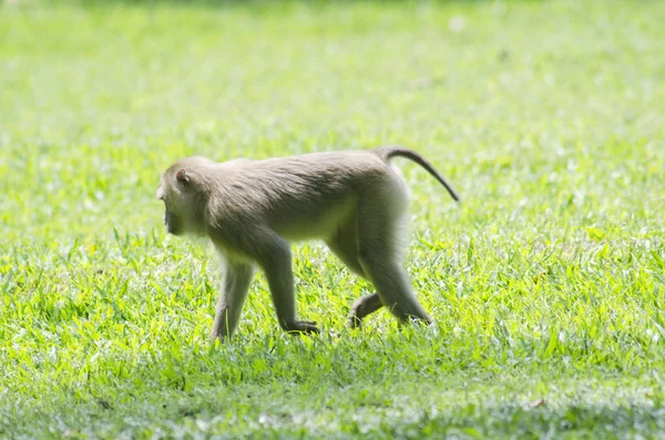 Hermoso Macaco Cola Cerdo Macaca Nemestrina Bosque Tailandés —  Fotos de Stock