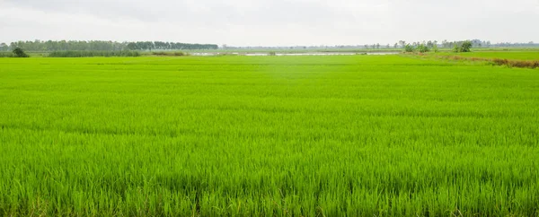 Campo Riso Verde Thailandia — Foto Stock