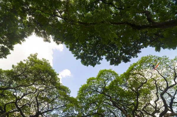 Orman ağaçları. doğa yeşil ahşap güneş ışığı arka planı.