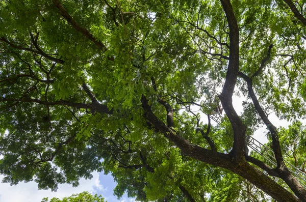 green trees in the forest and blue sky