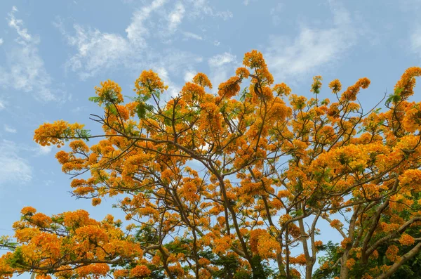 Mavi gökyüzü ile güzel sarı çiçek