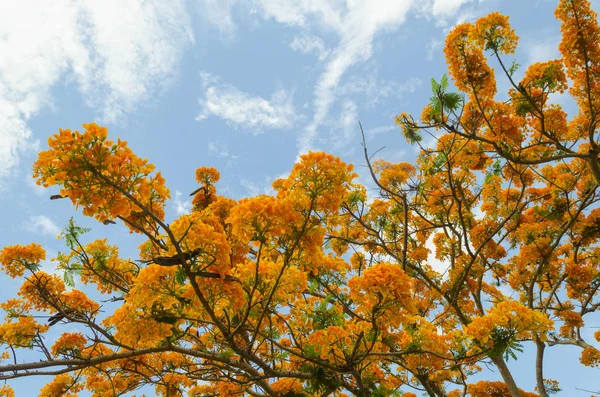 Mavi gökyüzü ile güzel sarı çiçek
