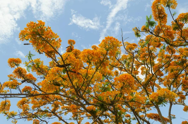 Mavi gökyüzü ile güzel sarı çiçek