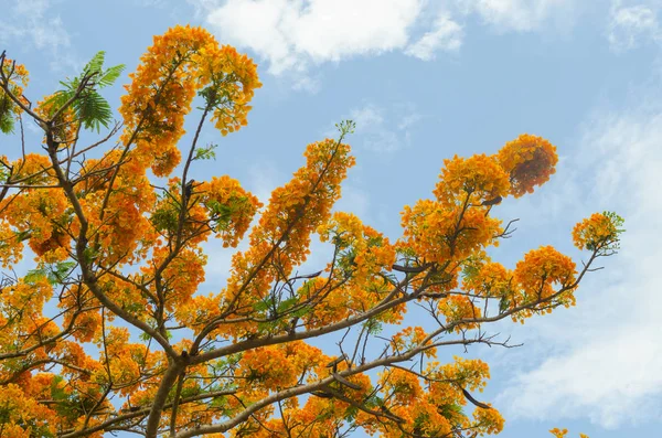 Mavi gökyüzü ile güzel sarı çiçek