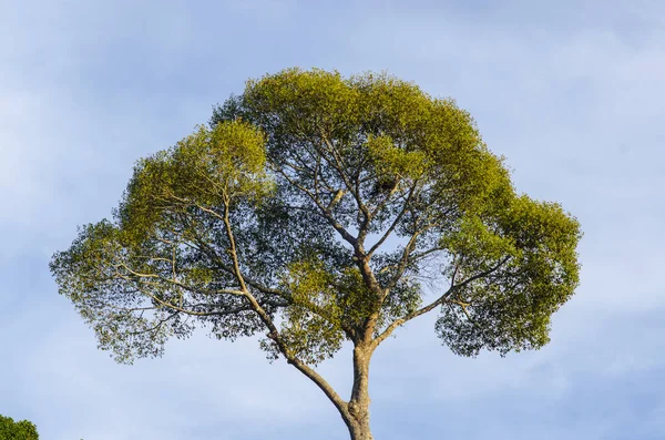 Unter Einem Großen Grünen Baum Zusammensetzung Der Natur — Stockfoto