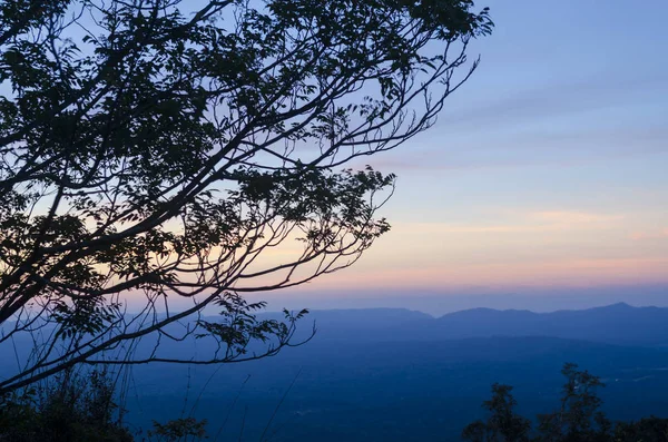 Gün batımında ağaç silueti