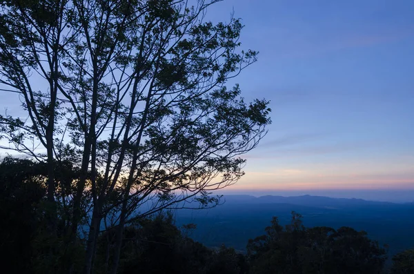 Gün batımında ağaç silueti