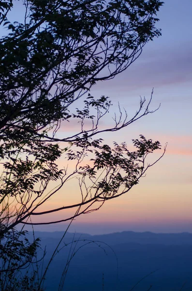 Gün batımında ağaç silueti