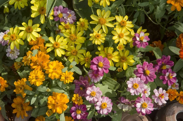 Bellissimi Fiori Colorati Giardino — Foto Stock