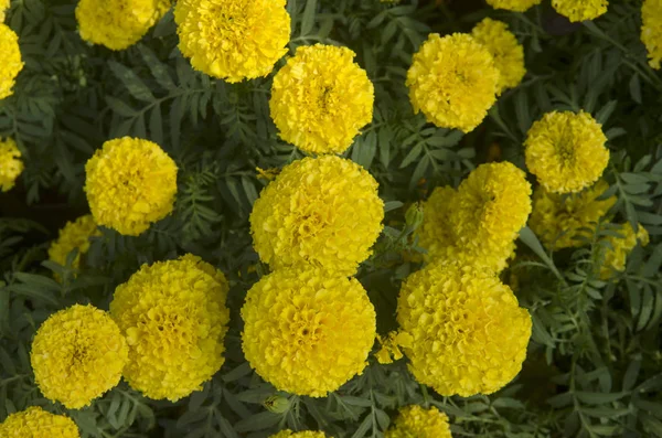 Bahçedeki güzel renkli çiçekler..