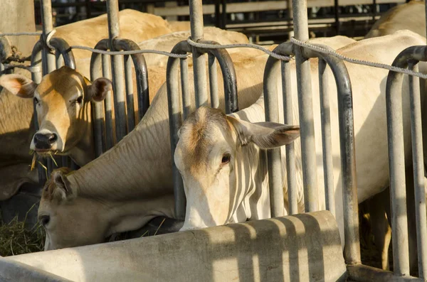group of cows in a farm