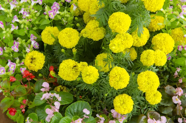 Bellissimi Fiori Colorati Giardino — Foto Stock