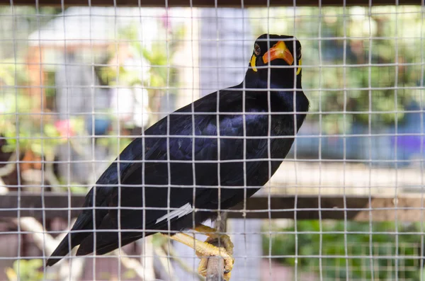 Black Bird Cage Close — Zdjęcie stockowe