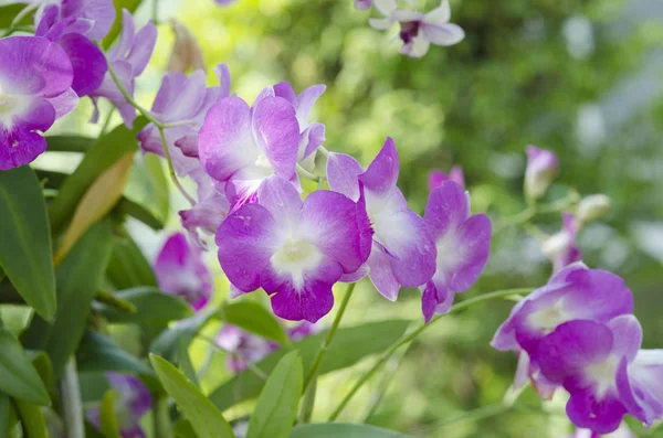 Bellissimi Fiori Colorati Giardino — Foto Stock