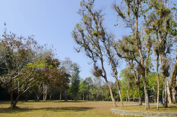 Baum Auf Hof Und Feld Für Landwirtschaftlichen Hintergrund — Stockfoto