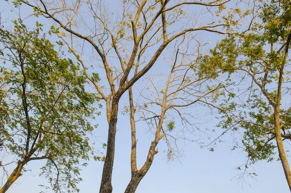 Las Ramas Desnudas Del Árbol Contra Cielo Azul Acercan — Foto de Stock