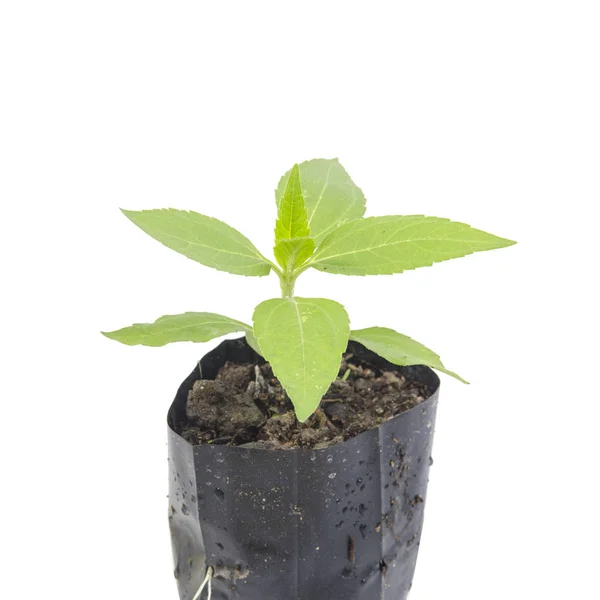 Young Plant Isolated White Background — Stock Photo, Image