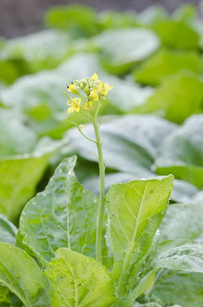 yağmurdan sonra taze yeşil salata yakın çekim.