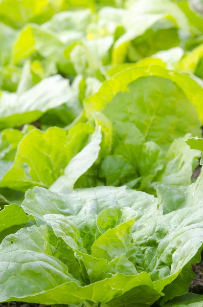 yağmurdan sonra taze yeşil salata yakın çekim.