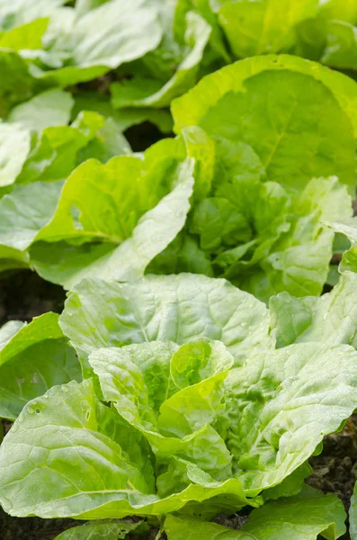 yağmurdan sonra taze yeşil salata yakın çekim.