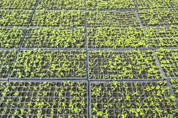 plastik sera hatlarında büyüyen marul