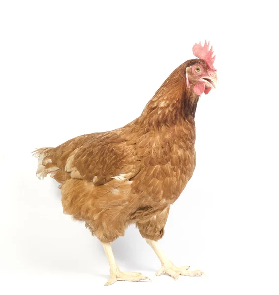 Brown Red Hen Isolated White — Stock Photo, Image