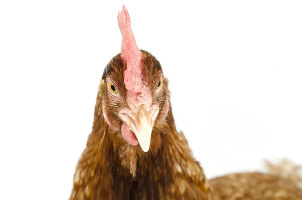 Poule Rouge Brune Isolée Sur Blanc — Photo