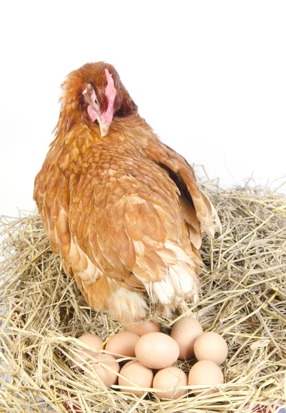 白地に鶏と卵 — ストック写真