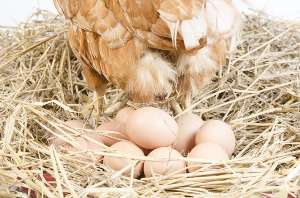 白地に鶏と卵 — ストック写真